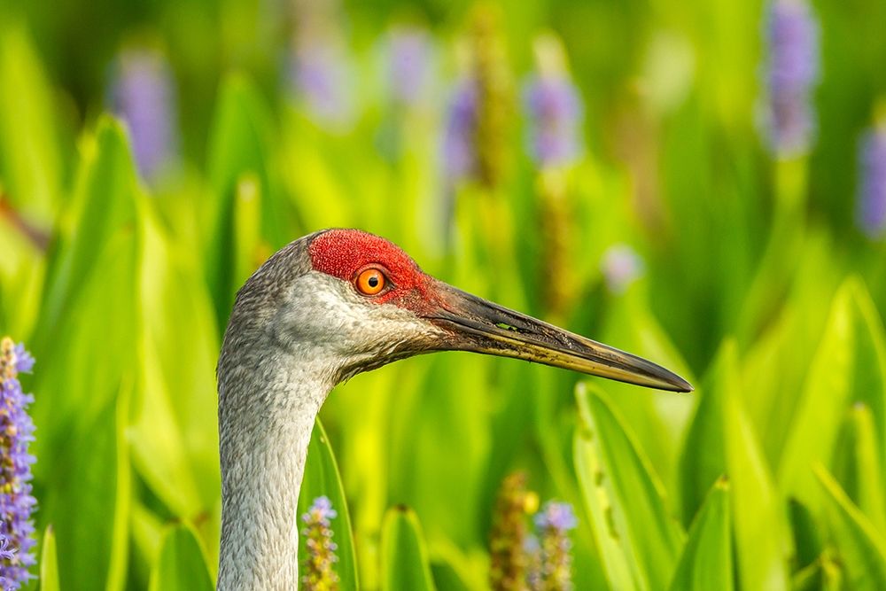 Florida-Orlando Wetlands Park Sandhill crane adult in blooming pickerel weed